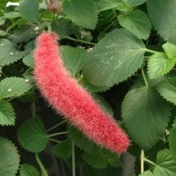 Firetail Chenille Live Plants - Pack of 2, 4-6 Inches Tall - Red Fuzzy Blooms - Image 5