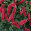 Firetail Chenille Live Plants - Pack of 2, 4-6 Inches Tall - Red Fuzzy Blooms - Image 1