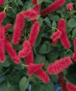 Firetail Chenille Live Plants - Pack of 2, 4-6 Inches Tall - Red Fuzzy Blooms - Image 1