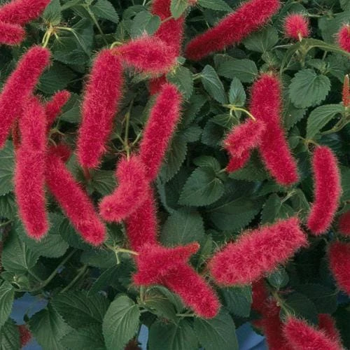 Firetail Chenille Live Plants - Pack of 2, 4-6 Inches Tall - Red Fuzzy Blooms - Image 1
