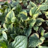 Fish Mint 'Chameleon' Live Plant - Houttuynia cordata, 3.5 Inch Pot, Zones 5-10 - Image 1