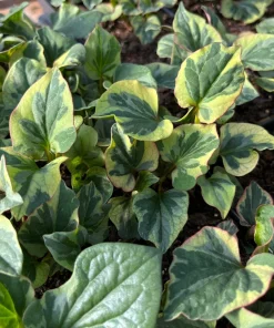 Fish Mint 'Chameleon' Live Plant - Houttuynia cordata, 3.5 Inch Pot, Zones 5-10 - Image 1