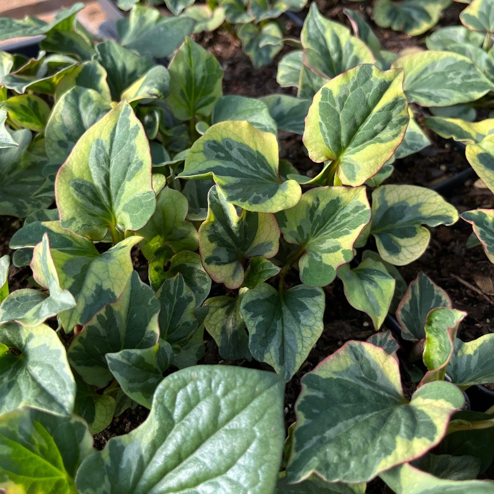 Fish Mint 'Chameleon' Live Plant - Houttuynia cordata, 3.5 Inch Pot, Zones 5-10 - Image 1