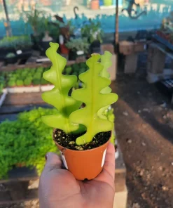 Fishbone Cactus Live Plant – Epiphyllum Anguliger Zig Zag Ric Rac Houseplant - Image 2