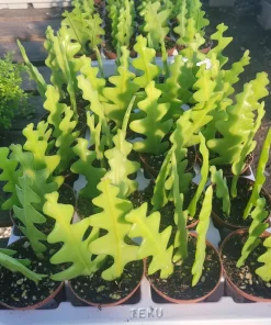 Fishbone Cactus Live Plant – Epiphyllum Anguliger Zig Zag Ric Rac Houseplant - Image 3