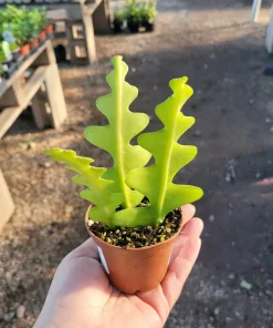 Fishbone Cactus Live Plant – Epiphyllum Anguliger Zig Zag Ric Rac Houseplant - Image 4