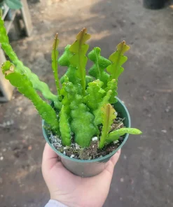 Fishbone Cactus Live Plant – Epiphyllum Anguliger Zig Zag Ric Rac Houseplant - Image 5