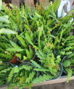Fishbone Cactus Live Plant – Epiphyllum Anguliger Zig Zag Ric Rac Houseplant - Image 6