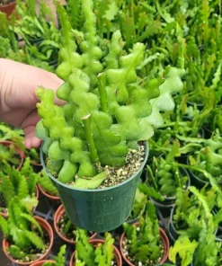 Fishbone Cactus Live Plant – Epiphyllum Anguliger Zig Zag Ric Rac Houseplant - Image 7