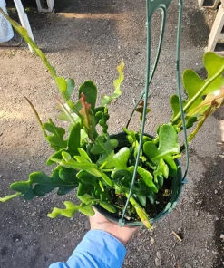 Fishbone Cactus Live Plant – Epiphyllum Anguliger Zig Zag Ric Rac Houseplant - Image 8