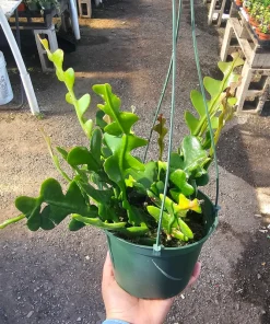 Fishbone Cactus Live Plant – Epiphyllum Anguliger Zig Zag Ric Rac Houseplant - Image 9