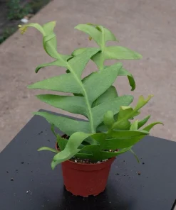 Fishbone Cactus Live Plant – Unique Zig-Zag Foliage Houseplant for Indoors - Image 1