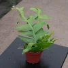 Fishbone Cactus Live Plant - Zig Zag Epiphyllum anguliger Houseplant - Image 1