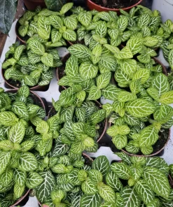 Fittonia Joly Lemon Nerve Plant – Live Houseplant – 2 inch Pot – Indoor - Image 2