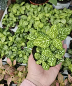 Fittonia Joly Lemon Nerve Plant – Live Houseplant – 2 inch Pot – Indoor - Image 3