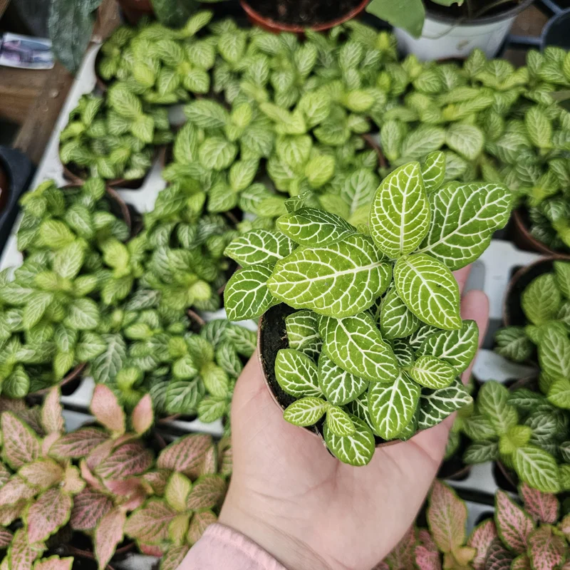 Fittonia Joly Lemon Nerve Plant – Live Houseplant – 2 inch Pot – Indoor - Image 3