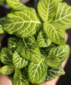 Fittonia Joly Lemon Nerve Plant – Live Houseplant – 2 inch Pot – Indoor - Image 4