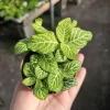 Fittonia Joly Lemon Nerve Plant – Live Houseplant – 2 inch Pot – Indoor - Image 1