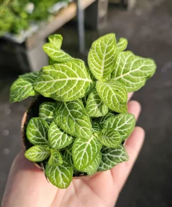 Fittonia Joly Lemon Nerve Plant – Live Houseplant – 2 inch Pot – Indoor - Image 1