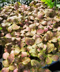 Fittonia Ruby Lime Live Plant – 2 inch Pot – Indoor Nerve Plant - Image 2