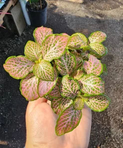 Fittonia Ruby Lime Live Plant – 2 inch Pot – Indoor Nerve Plant - Image 1
