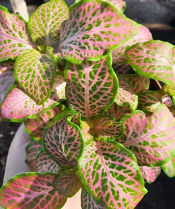 Fittonia Ruby Lime Live Plant – 2 inch Pot – Indoor Nerve Plant - Image 3