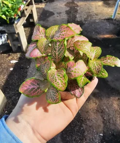 Fittonia Ruby Lime Live Plant – 2 inch Pot – Indoor Nerve Plant - Image 4