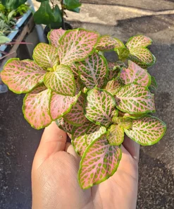 Fittonia Ruby Lime Live Plant – 2 inch Pot – Indoor Nerve Plant - Image 5