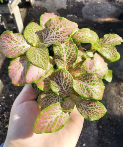 Fittonia Ruby Lime Live Plant – 2 inch Pot – Indoor Nerve Plant - Image 6