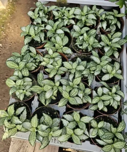 Fittonia White Tiger Live Plant - 2in Pot - White Veined Nerve Plant Indoor - Image 2