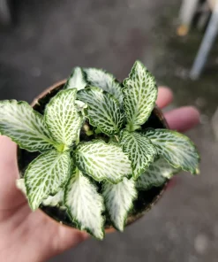 Fittonia White Tiger Live Plant - 2in Pot - White Veined Nerve Plant Indoor - Image 3