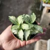 Fittonia White Tiger Live Plant - 2in Pot - White Veined Nerve Plant Indoor - Image 1