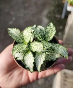 Fittonia White Tiger Live Plant - 2in Pot - White Veined Nerve Plant Indoor - Image 1
