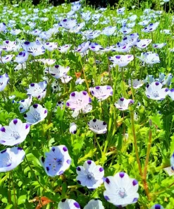 Five Spot Flower Seeds - Nemophila maculata - 80 Seed Pack - Purple Spotted Blooms - Image 2