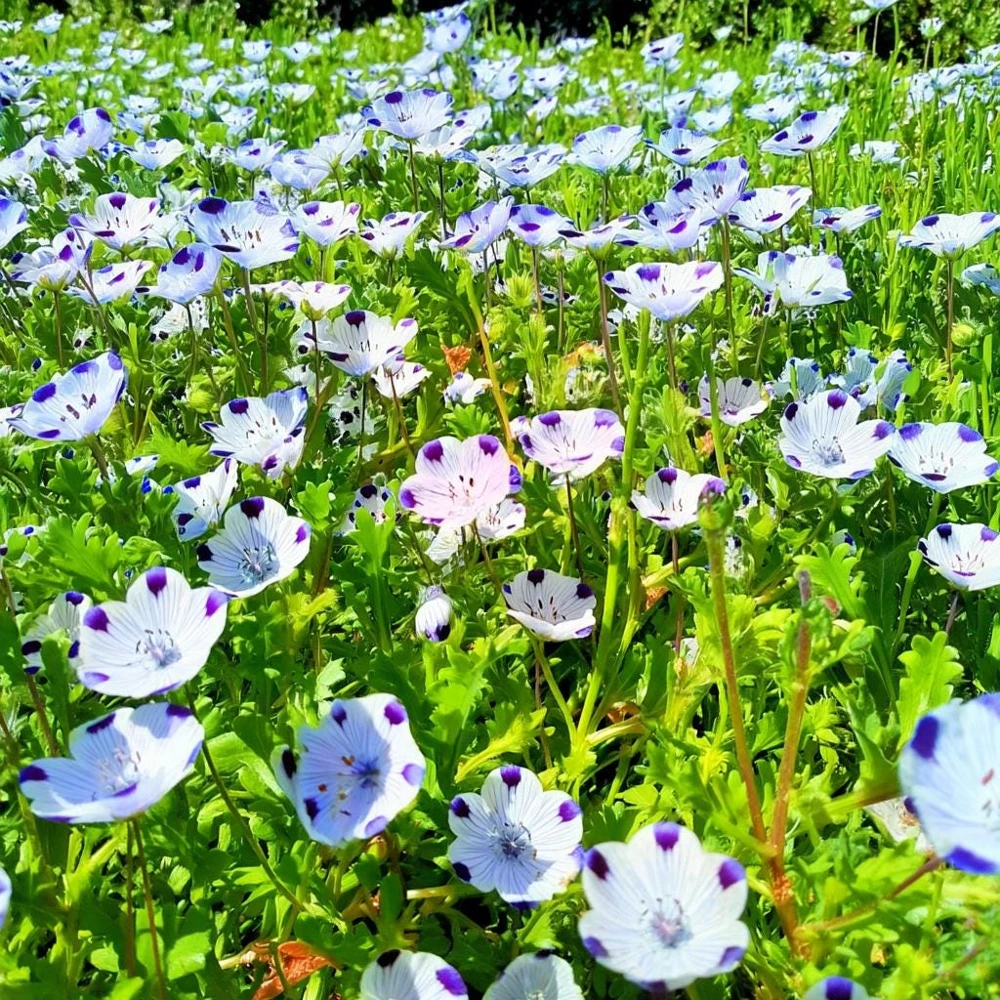 Five Spot Flower Seeds - Nemophila maculata - 80 Seed Pack - Purple Spotted Blooms - Image 2