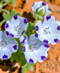 Five Spot Flower Seeds - Nemophila maculata - 80 Seed Pack - Purple Spotted Blooms - Image 3