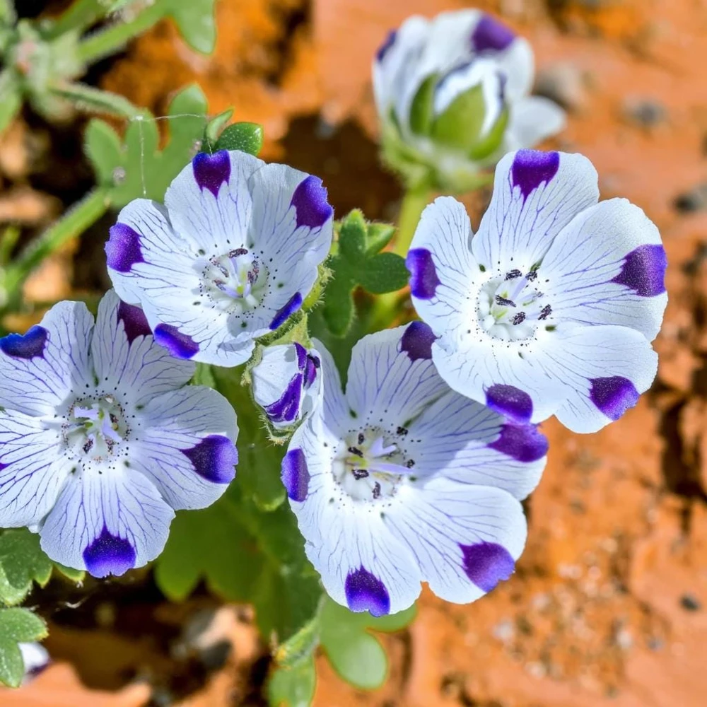 Five Spot Flower Seeds - Nemophila maculata - 80 Seed Pack - Purple Spotted Blooms - Image 3