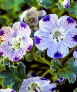 Five Spot Flower Seeds - Nemophila maculata - 80 Seed Pack - Purple Spotted Blooms - Image 4