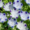Five Spot Flower Seeds - Nemophila maculata - 80 Seed Pack - Purple Spotted Blooms - Image 1