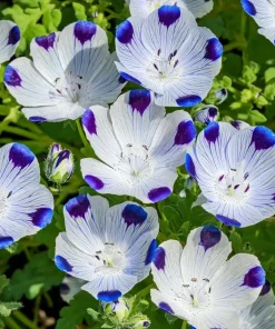 Five Spot Flower Seeds - Nemophila maculata - 80 Seed Pack - Purple Spotted Blooms - Image 1