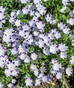 Five Spot Nemophila Maculata Flower Seeds - White & Purple, 750 Seeds - Image 2