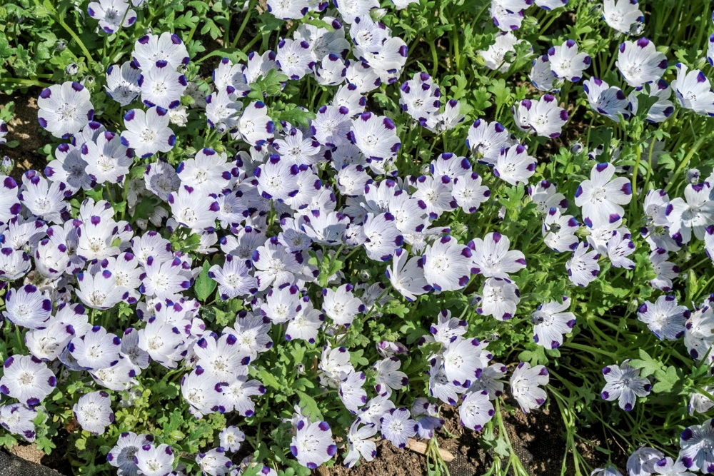 Five Spot Nemophila Maculata Flower Seeds - White & Purple, 750 Seeds - Image 2