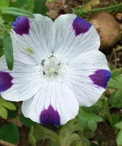Five Spot Nemophila Maculata Flower Seeds - White & Purple, 750 Seeds - Image 3