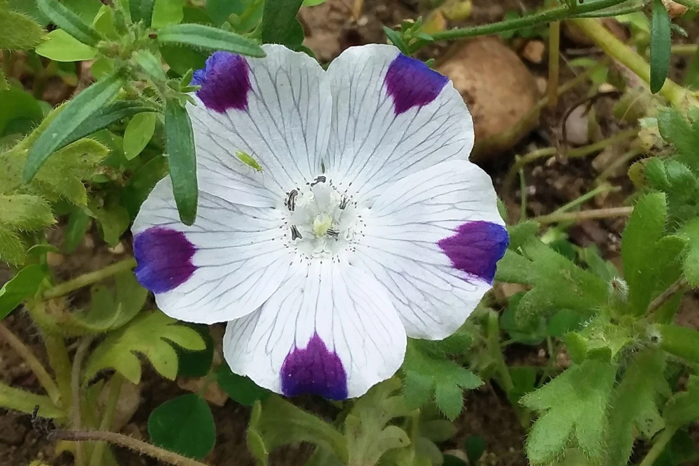 Five Spot Nemophila Maculata Flower Seeds - White & Purple, 750 Seeds - Image 3