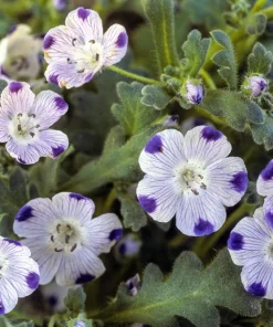 Five Spot Nemophila Maculata Flower Seeds - White & Purple, 750 Seeds - Image 4