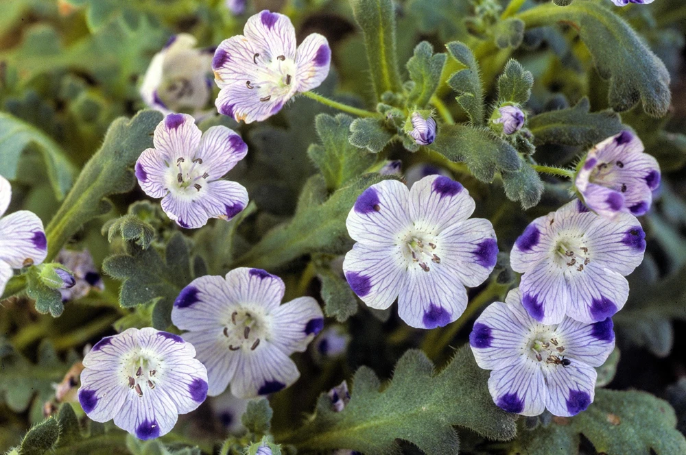 Five Spot Nemophila Maculata Flower Seeds - White & Purple, 750 Seeds - Image 4