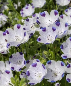 Five Spot Nemophila Maculata Flower Seeds - White & Purple, 750 Seeds - Image 5
