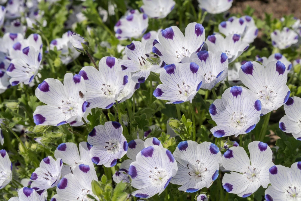 Five Spot Nemophila Maculata Flower Seeds - White & Purple, 750 Seeds - Image 5