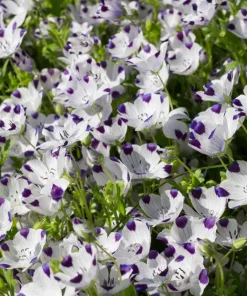 Five Spot Nemophila Maculata Flower Seeds - White & Purple, 750 Seeds - Image 6