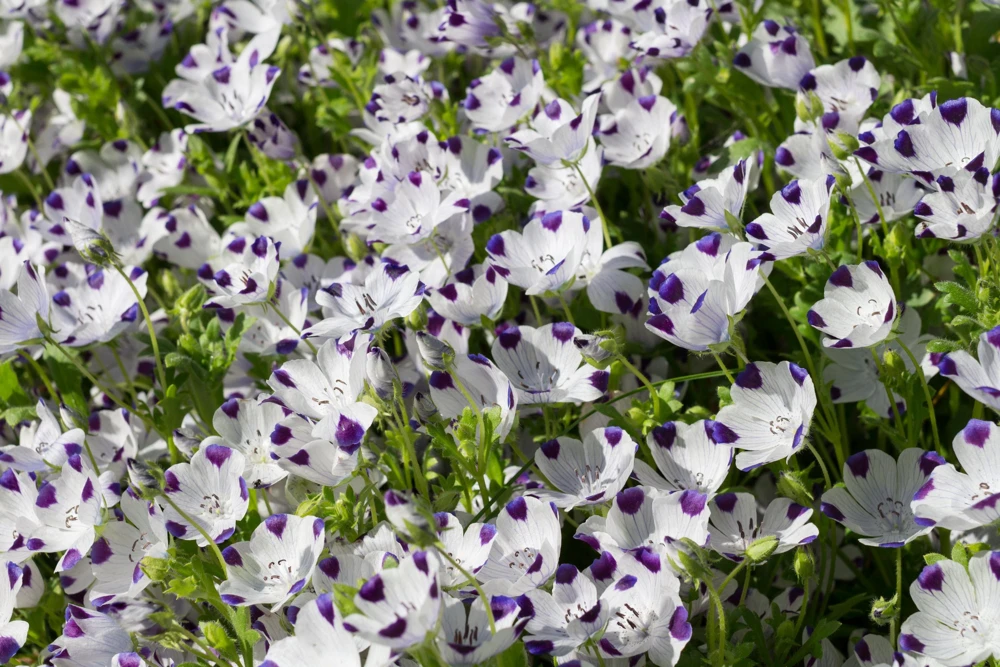 Five Spot Nemophila Maculata Flower Seeds - White & Purple, 750 Seeds - Image 6